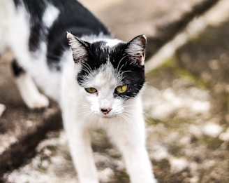 A black and white cat with yellow eyes is walking on a stone surface. The cat has distinct black markings around its eyes and ears, and its fur appears clean and well-groomed. The background is blurred, emphasizing the focus on the cat.