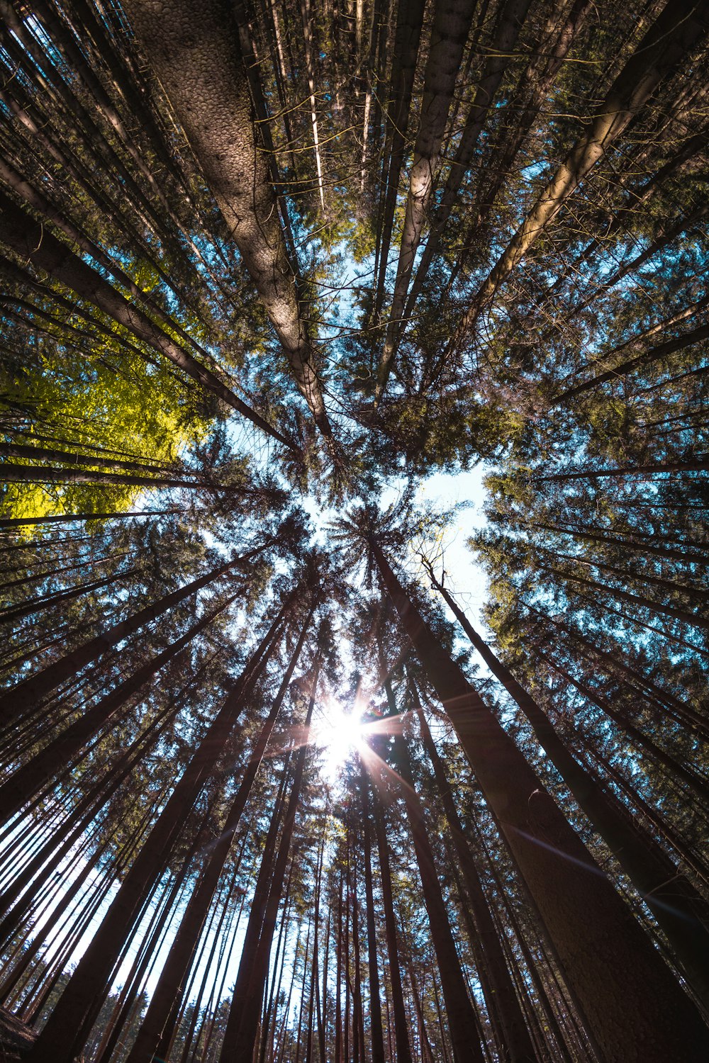 photo en contre-plongée d’arbres de pinte dans la forêt