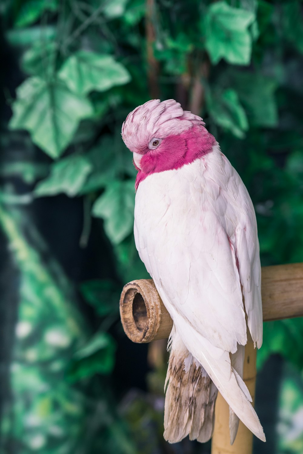 pájaro rosado y blanco sobre bambú