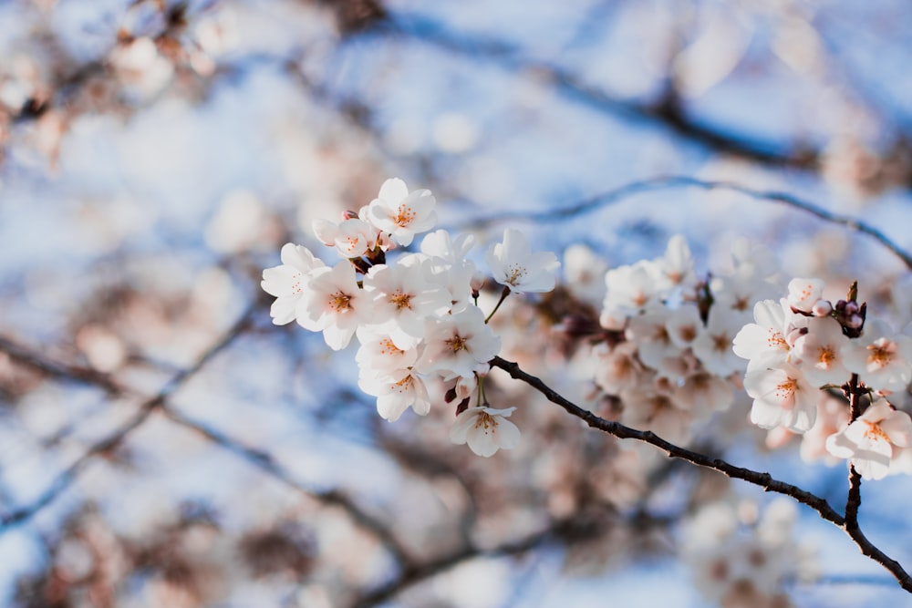 selective focus photography of Cherry Blossoms