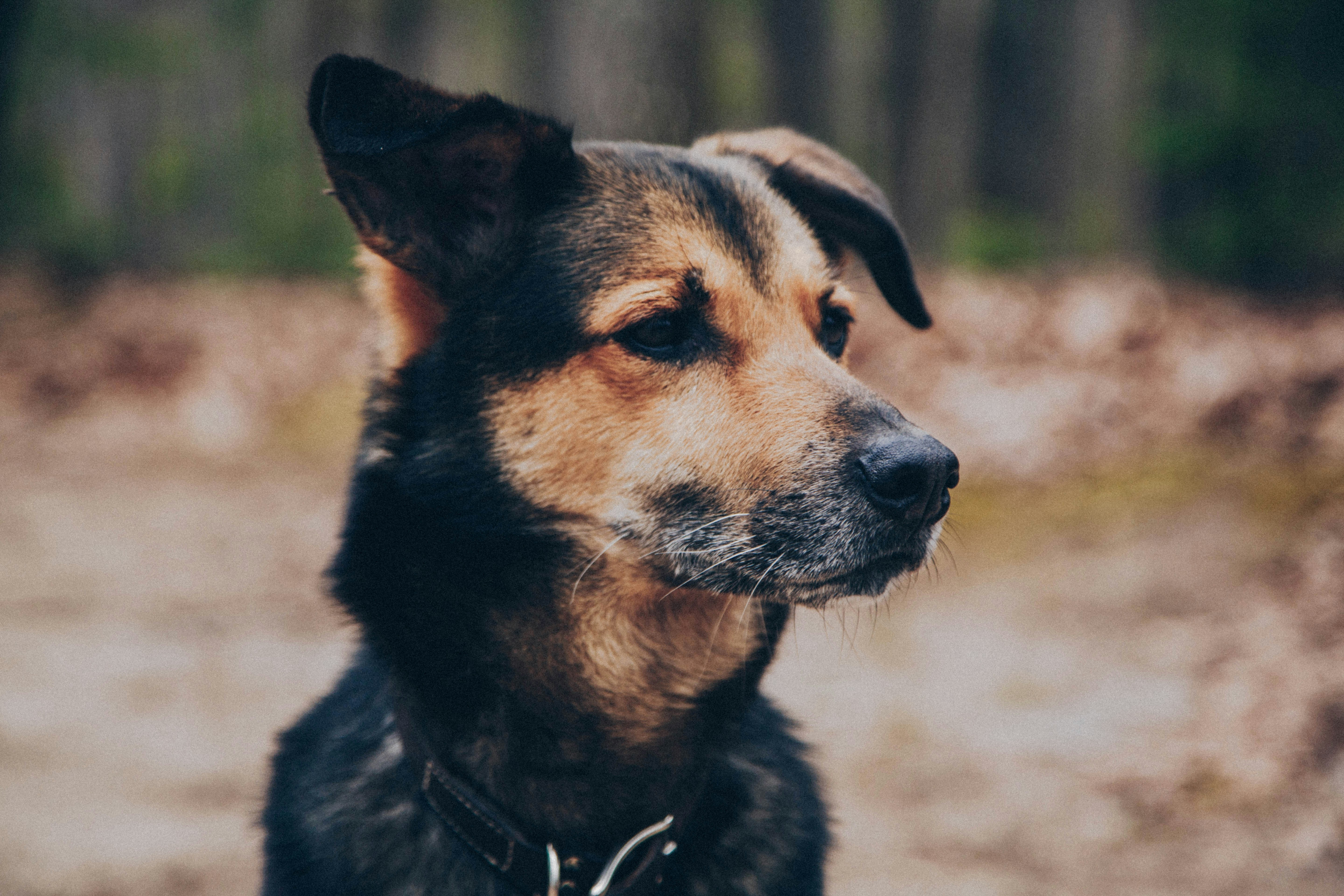 Photo by mikesetchell