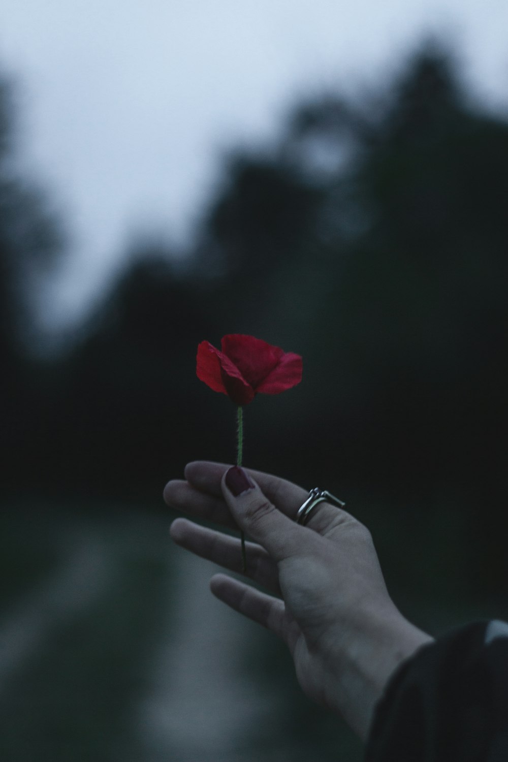 person holding flower