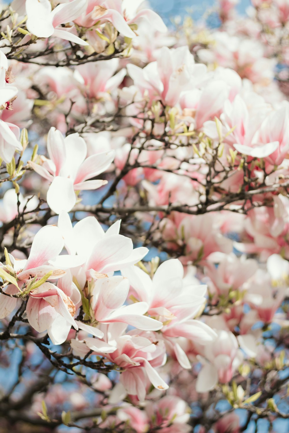 pink-and-white petaled flower