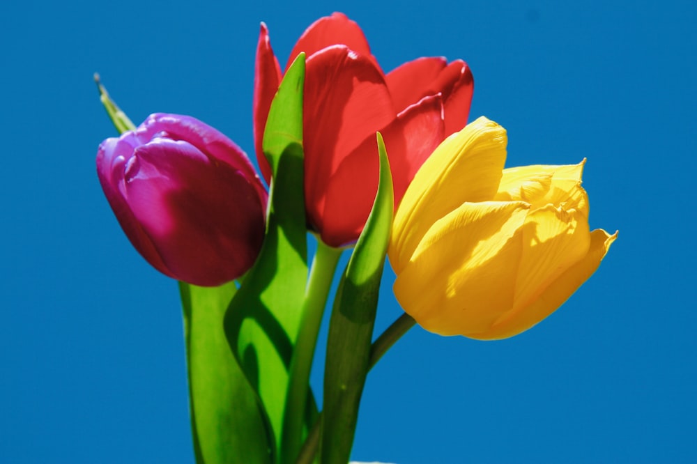 three assorted-color flowers