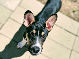 A playful black and white terrier with a curious tilt of the head in a sunny garden.