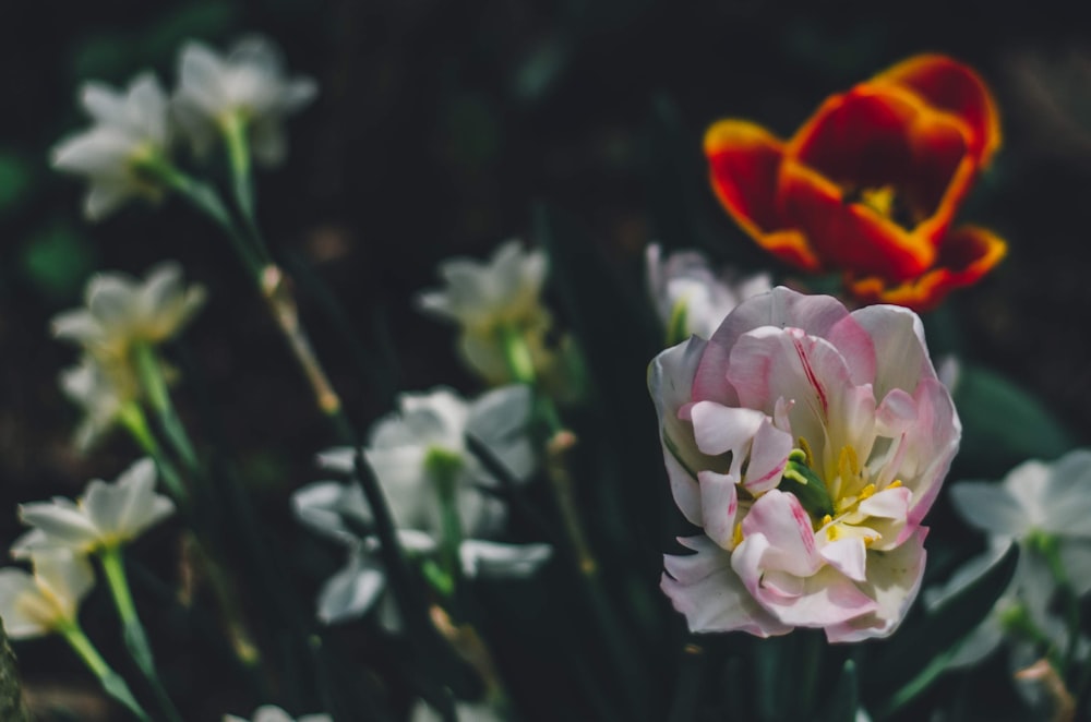 closeup photography of white-petaled flowers