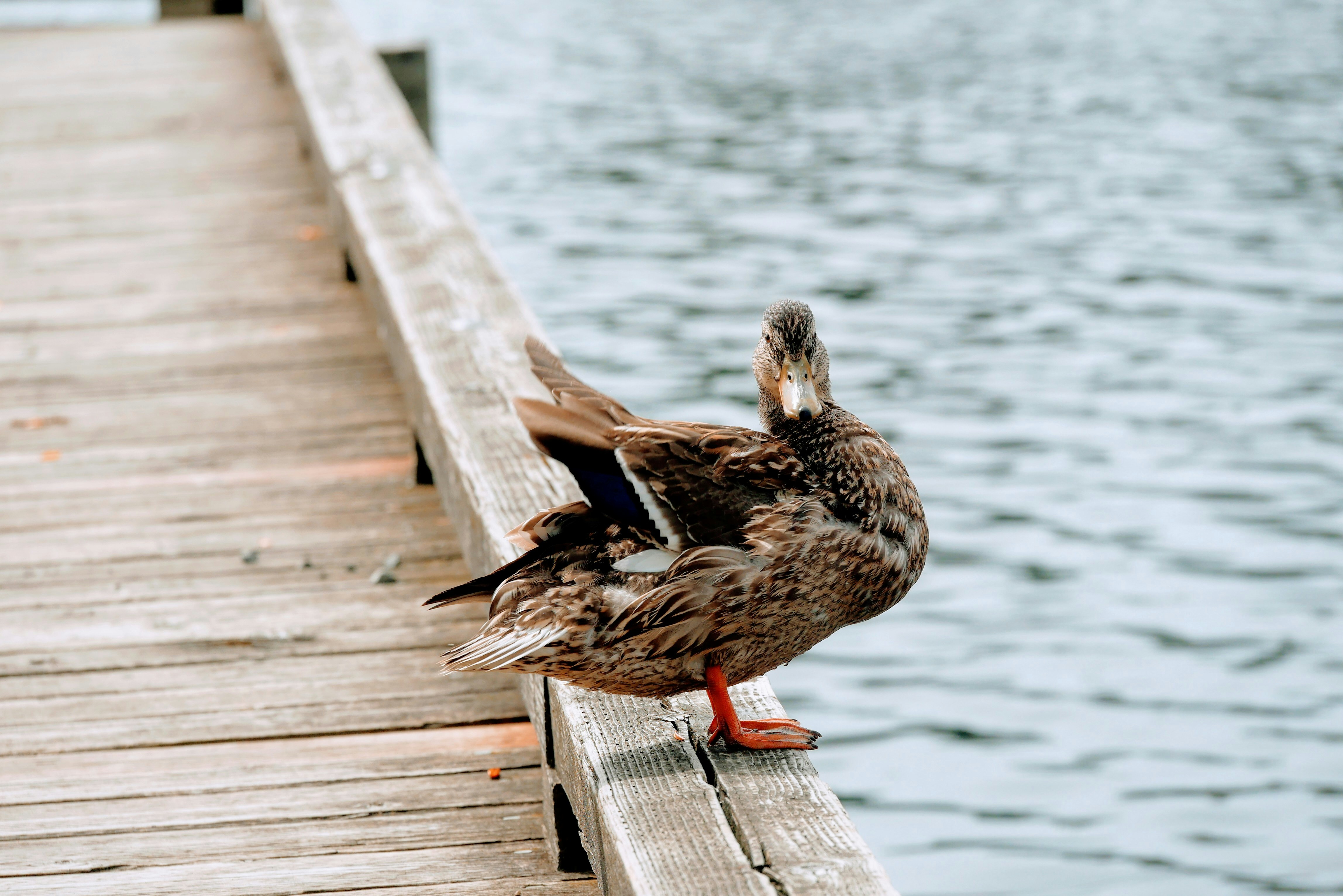 Photo by zackefeller