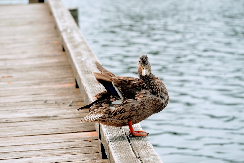 male mallard duck on dock close-up photography