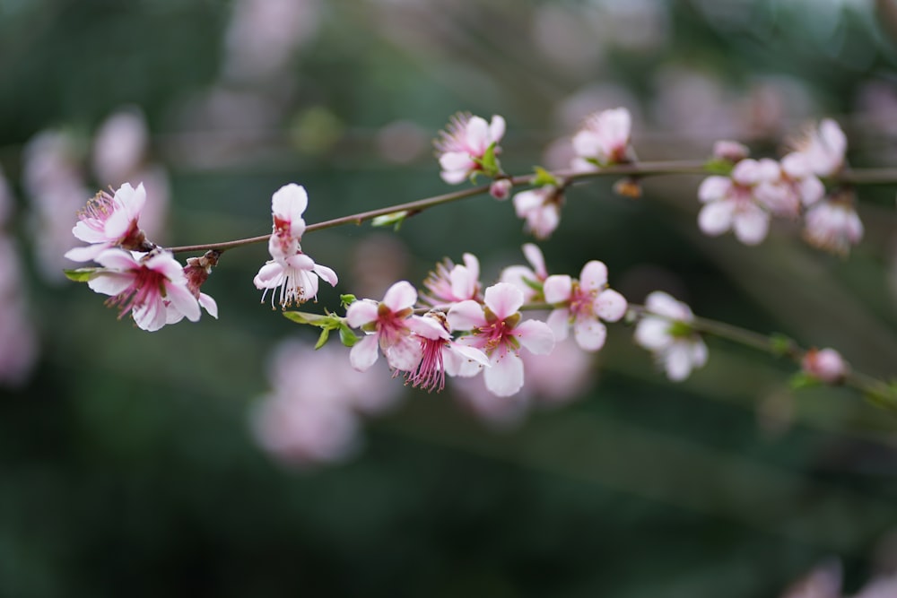 white and pink flowered tree