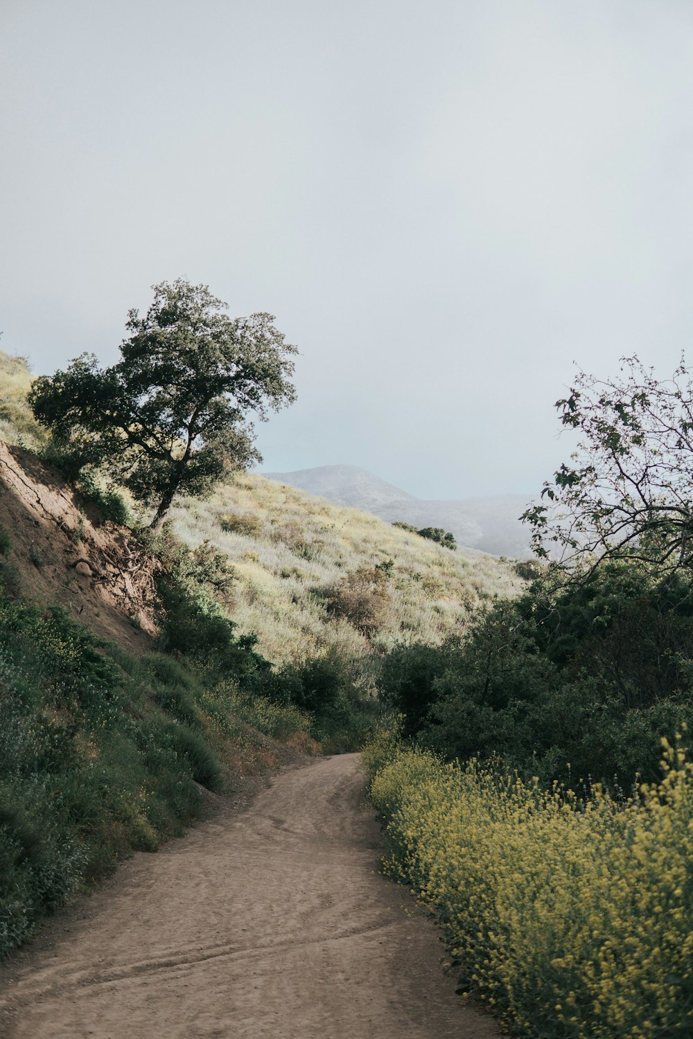 pathway during daytime