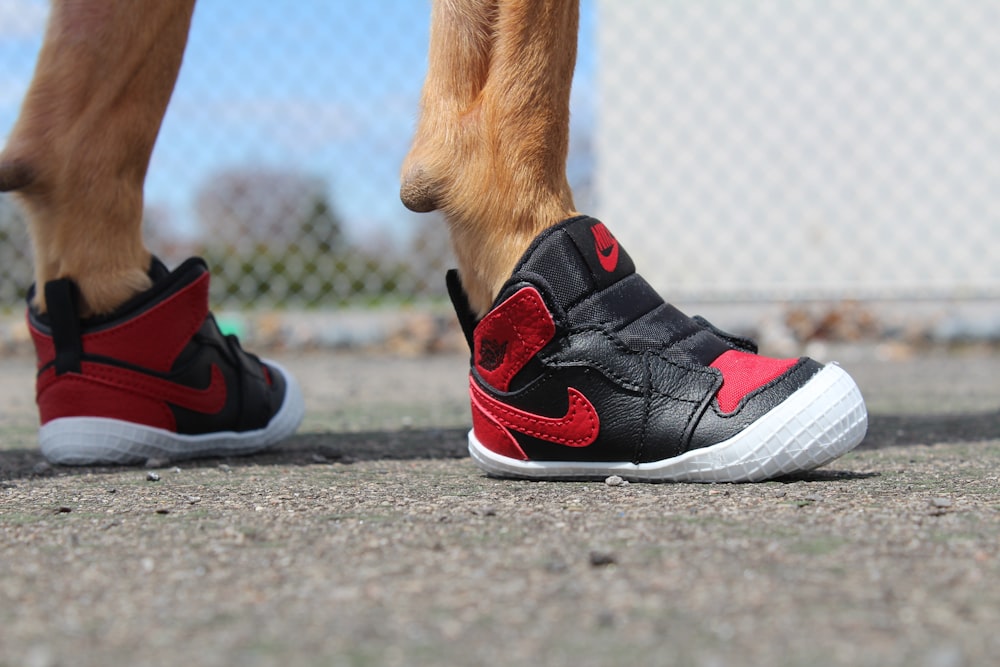 Periódico Puede soportar bibliotecario red-and-black Nike basketball shoes photo – Free Dog Image on Unsplash