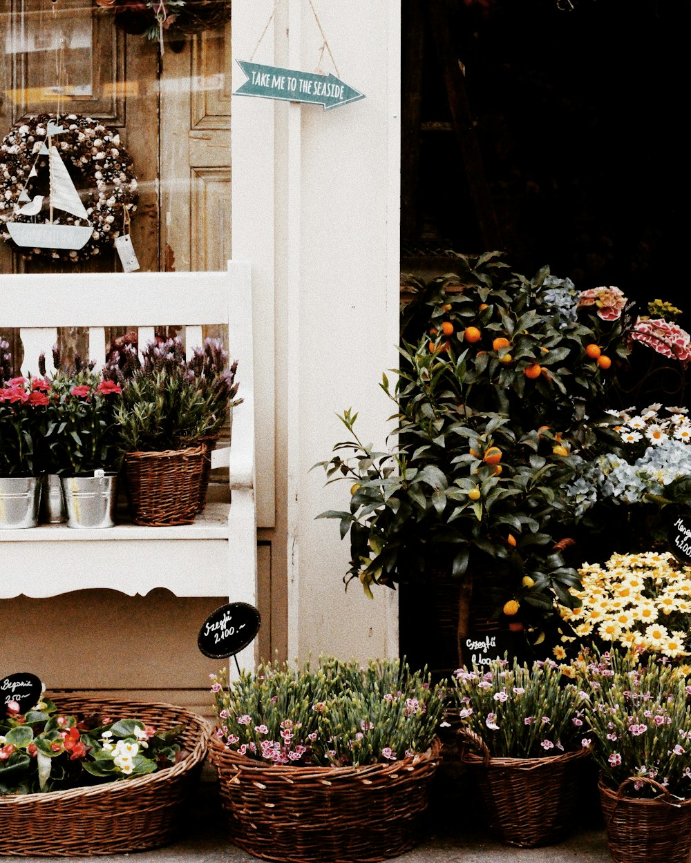 plants with pots