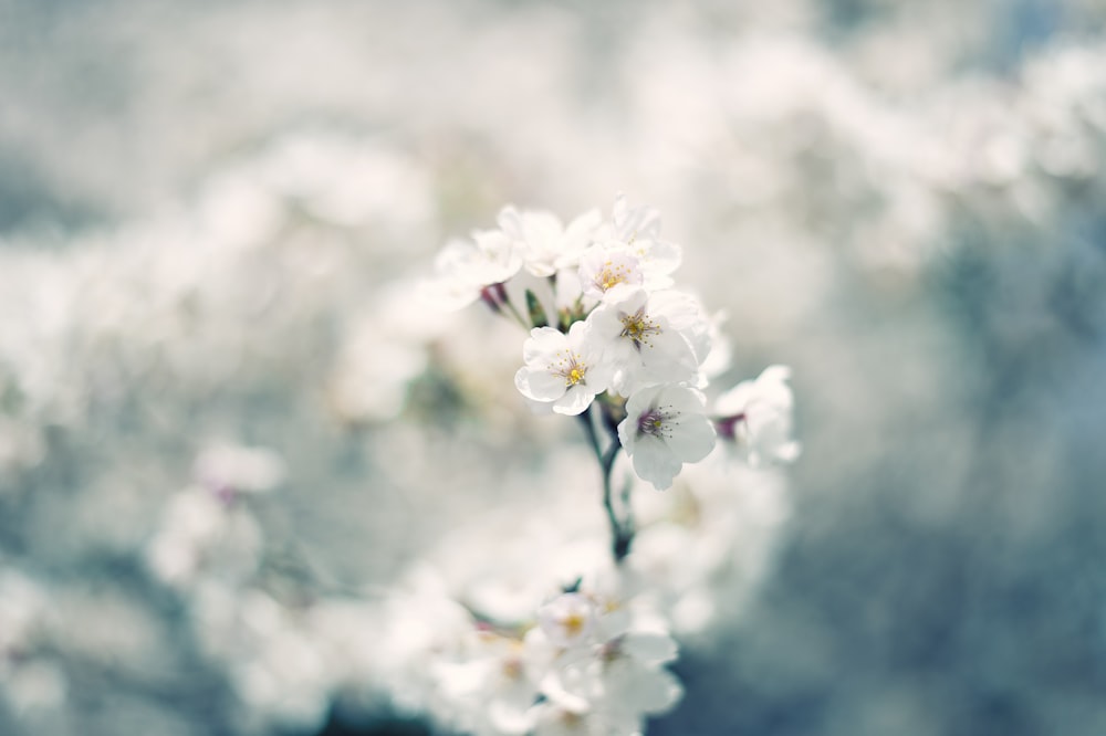 fleur à pétales blancs