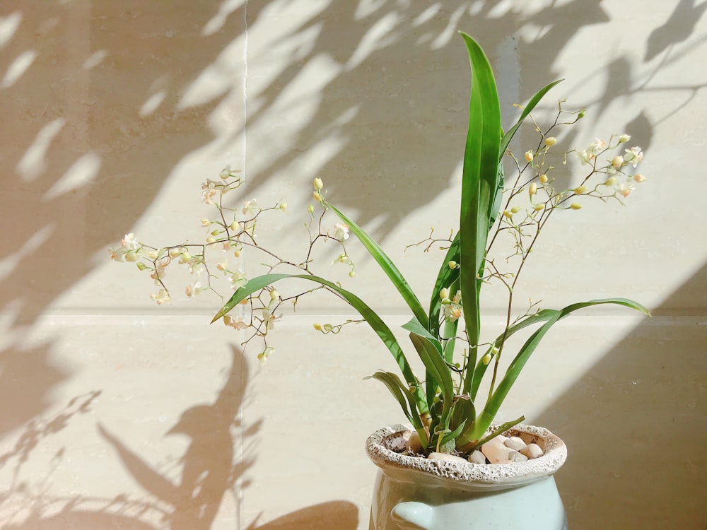 flores de pétalos blancos en jarrón