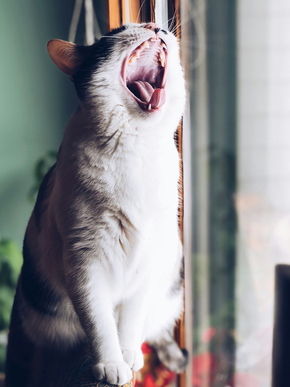 black and white tabby cat