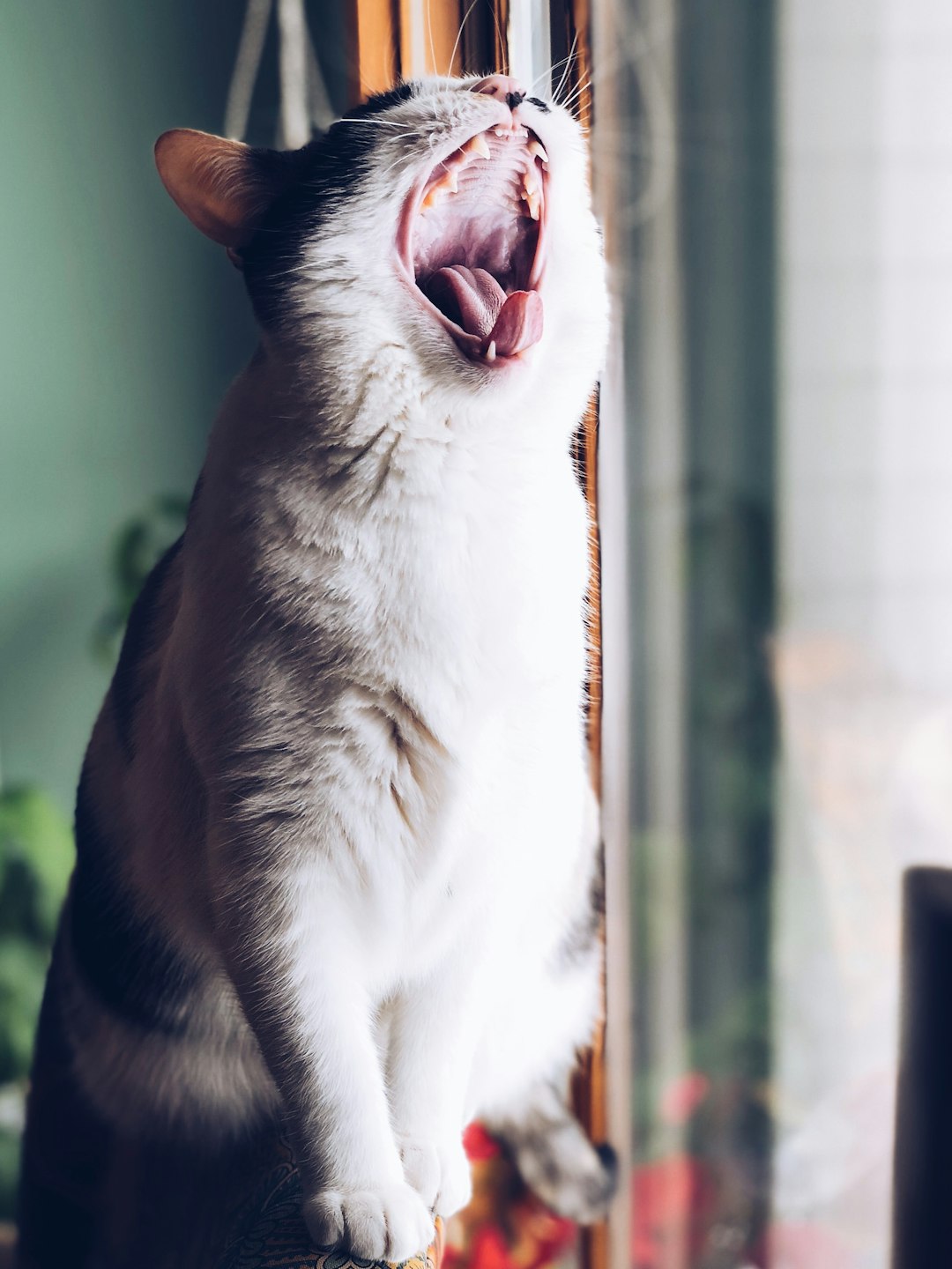 black and white tabby cat