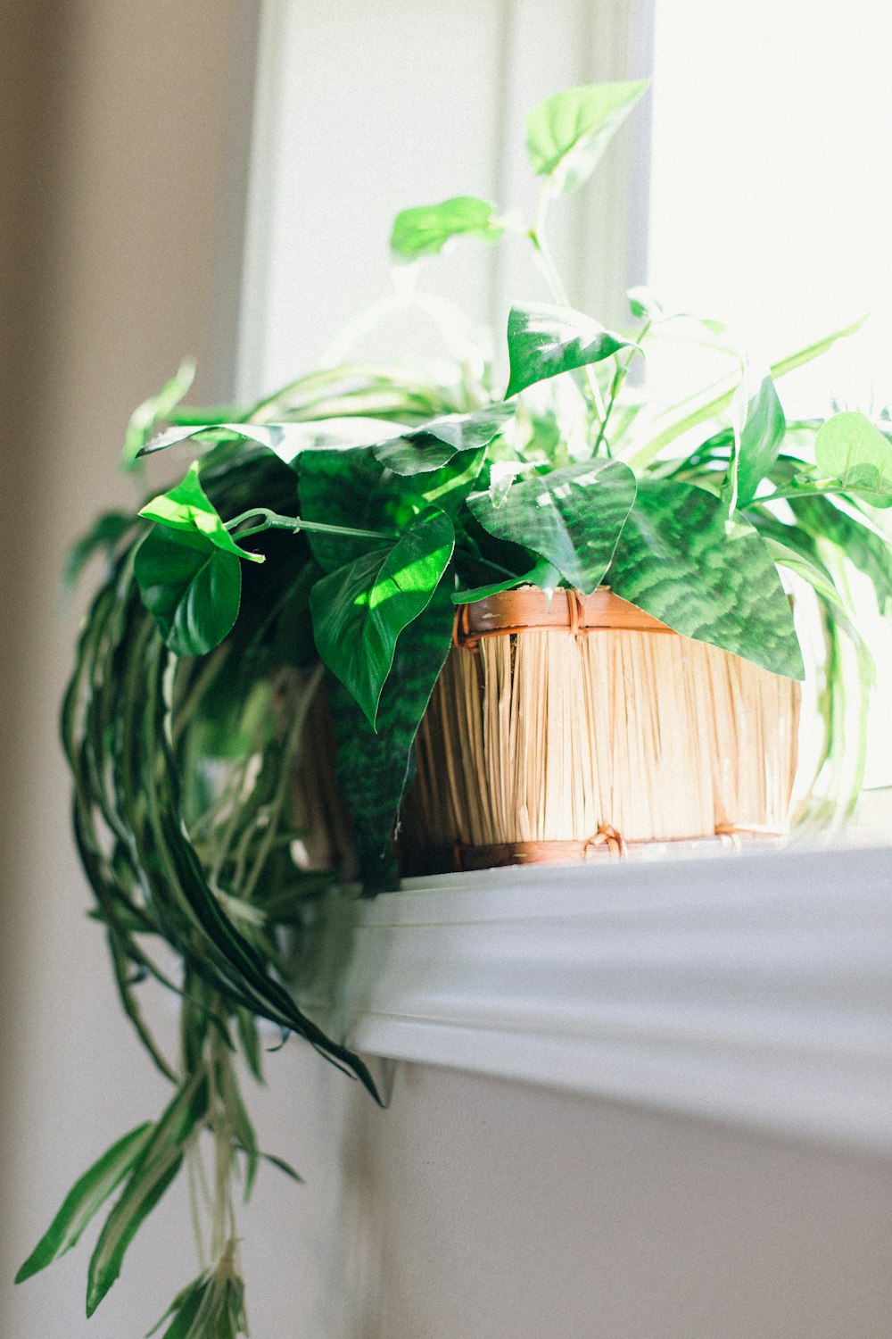 green leafed plant in brown pot