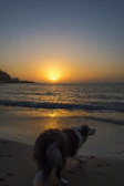 A peaceful sunset view over the hotel’s green walking paths with a dog silhouette.