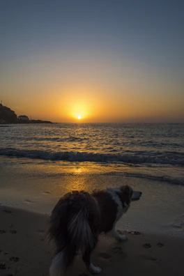 A peaceful sunset view over the hotel’s green walking paths with a dog silhouette.