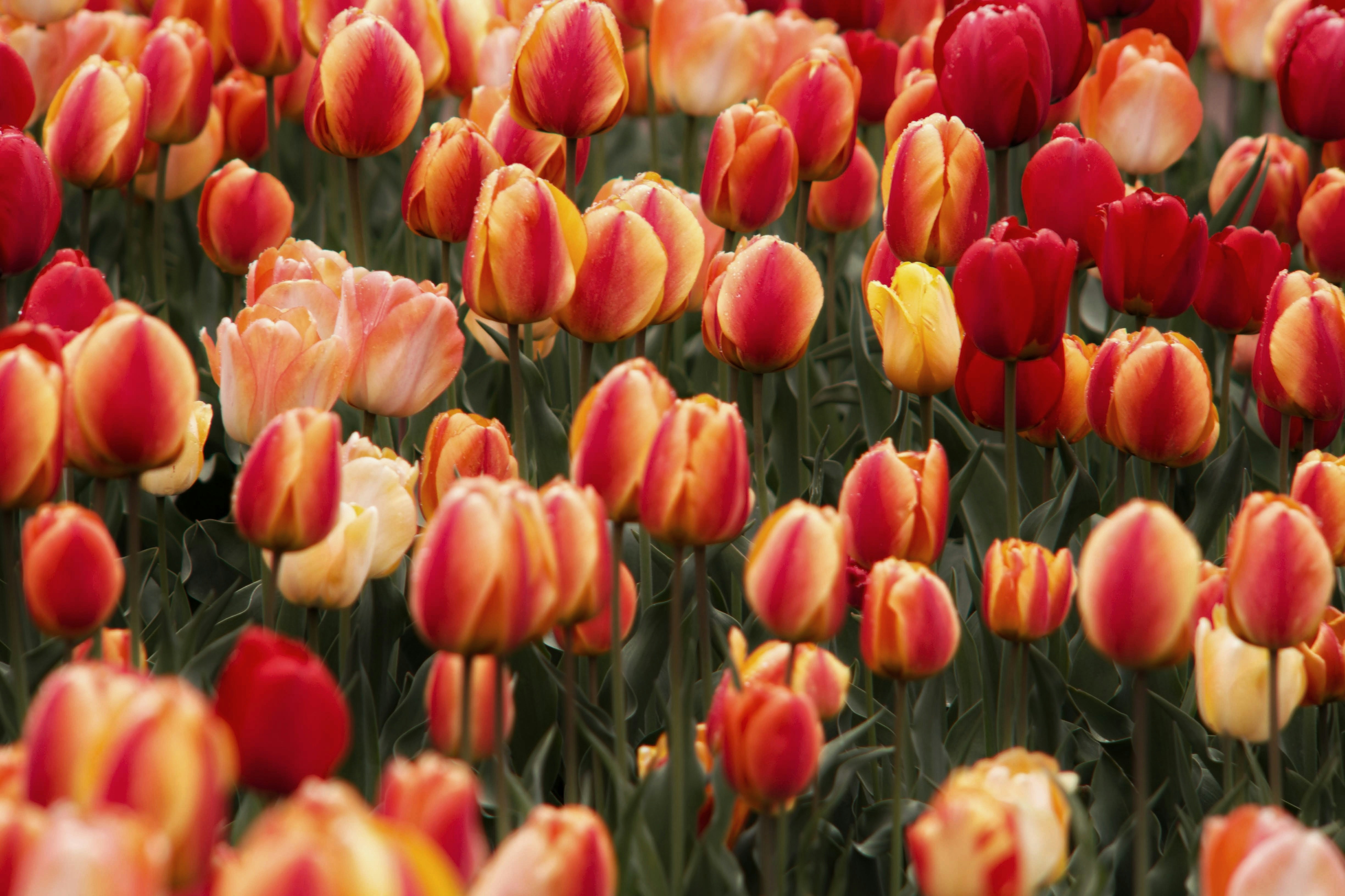 Photo by joshua_hoehne