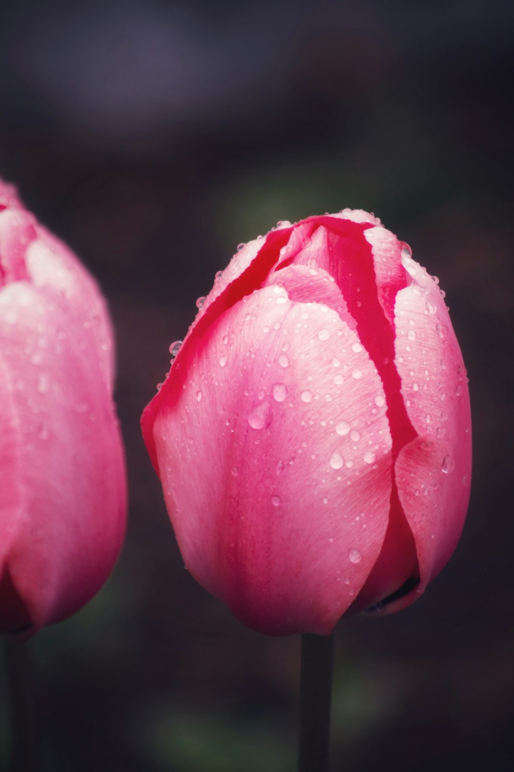 pink petaled flower