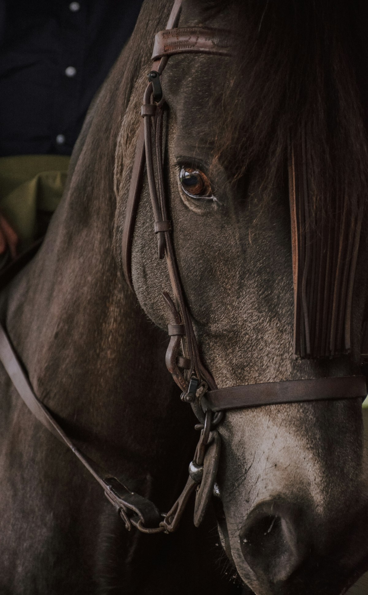 How to Care for Premium Leather Tack: A Step-by-Step Conditioning Guide