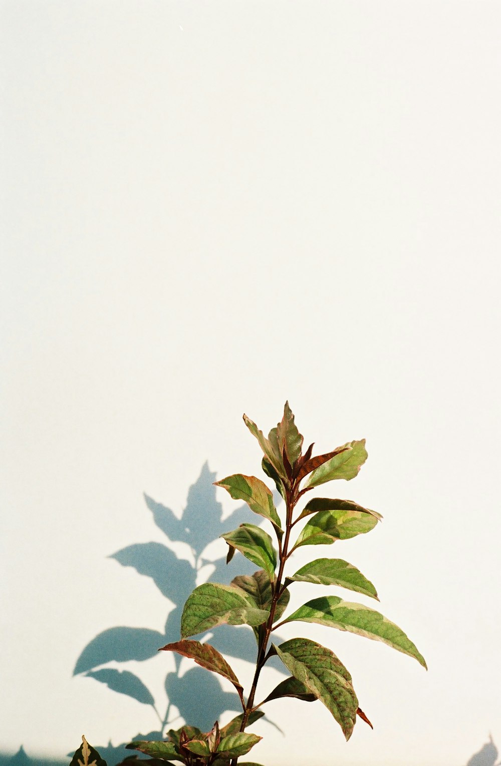 green leafed plant near white wall