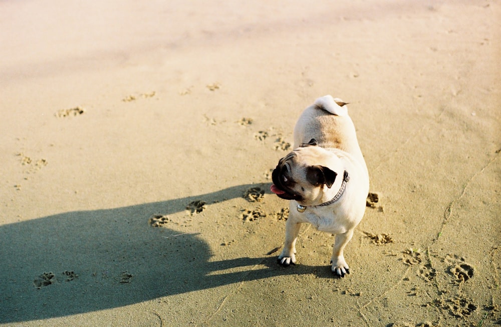 adult fawn pug on sand close-up photography