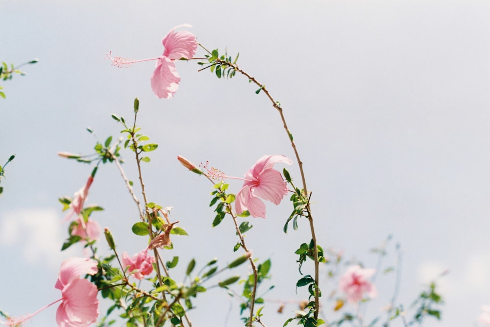 pink Hibiscus flowers