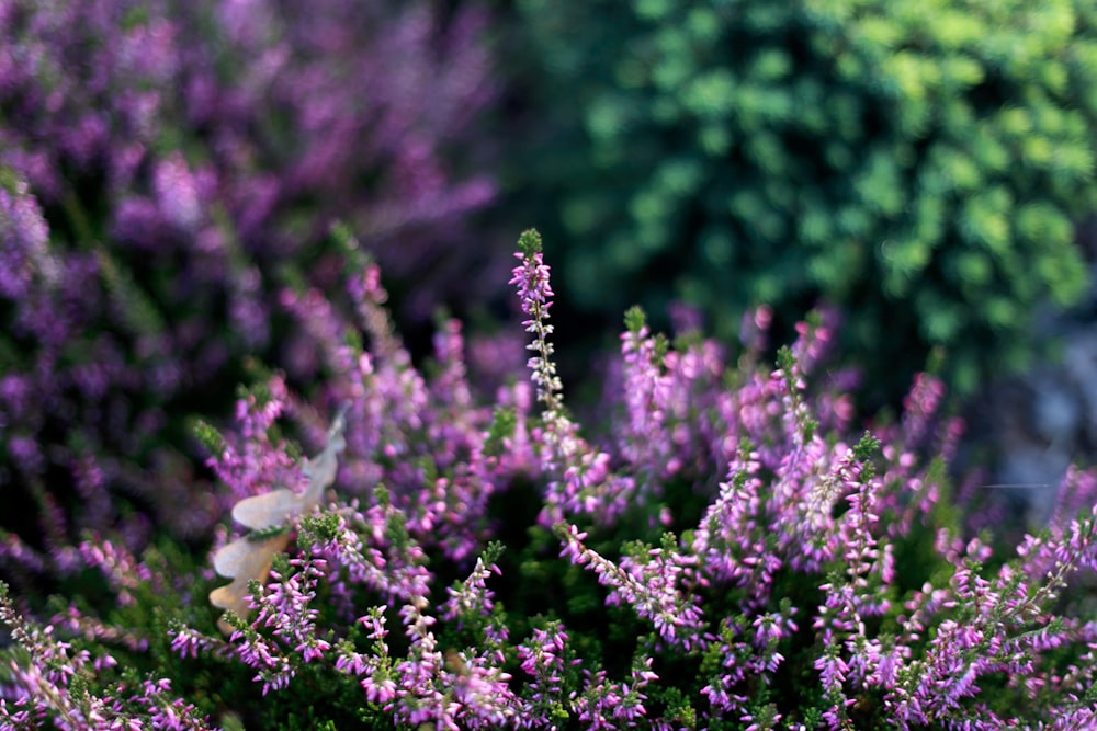 blooming purple cluster flowers