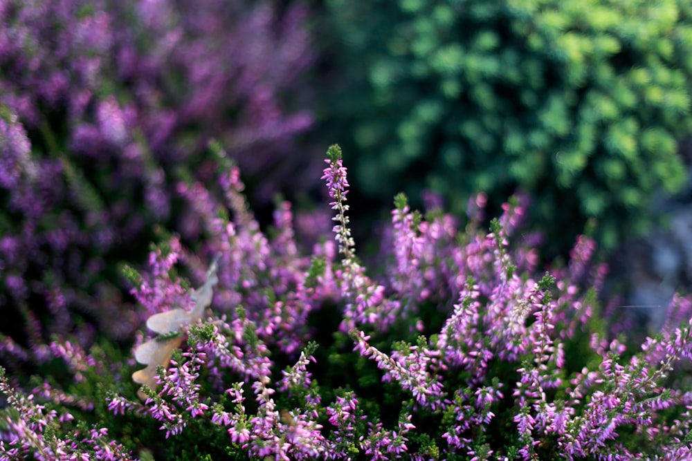 fleurs en grappe violette épanouies