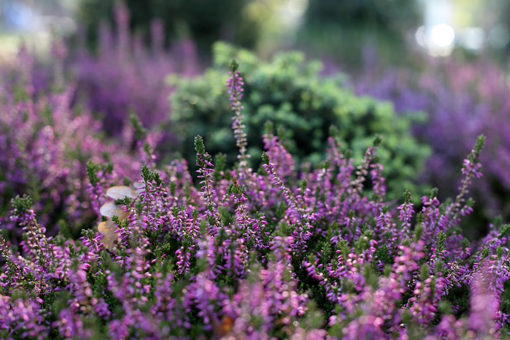 Fleurs à pétales pourpres