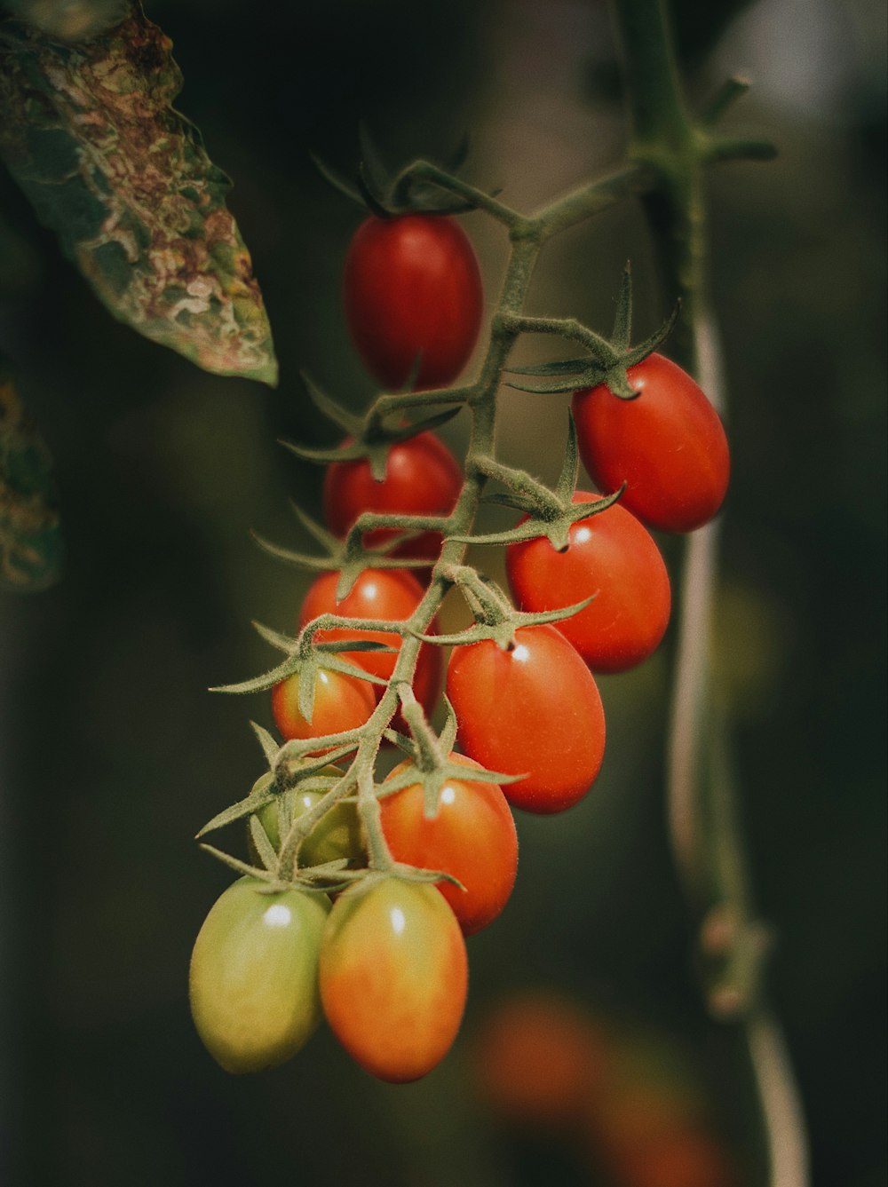 cherry tomatos