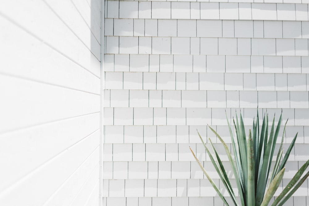 green snake plant near white concrete wall