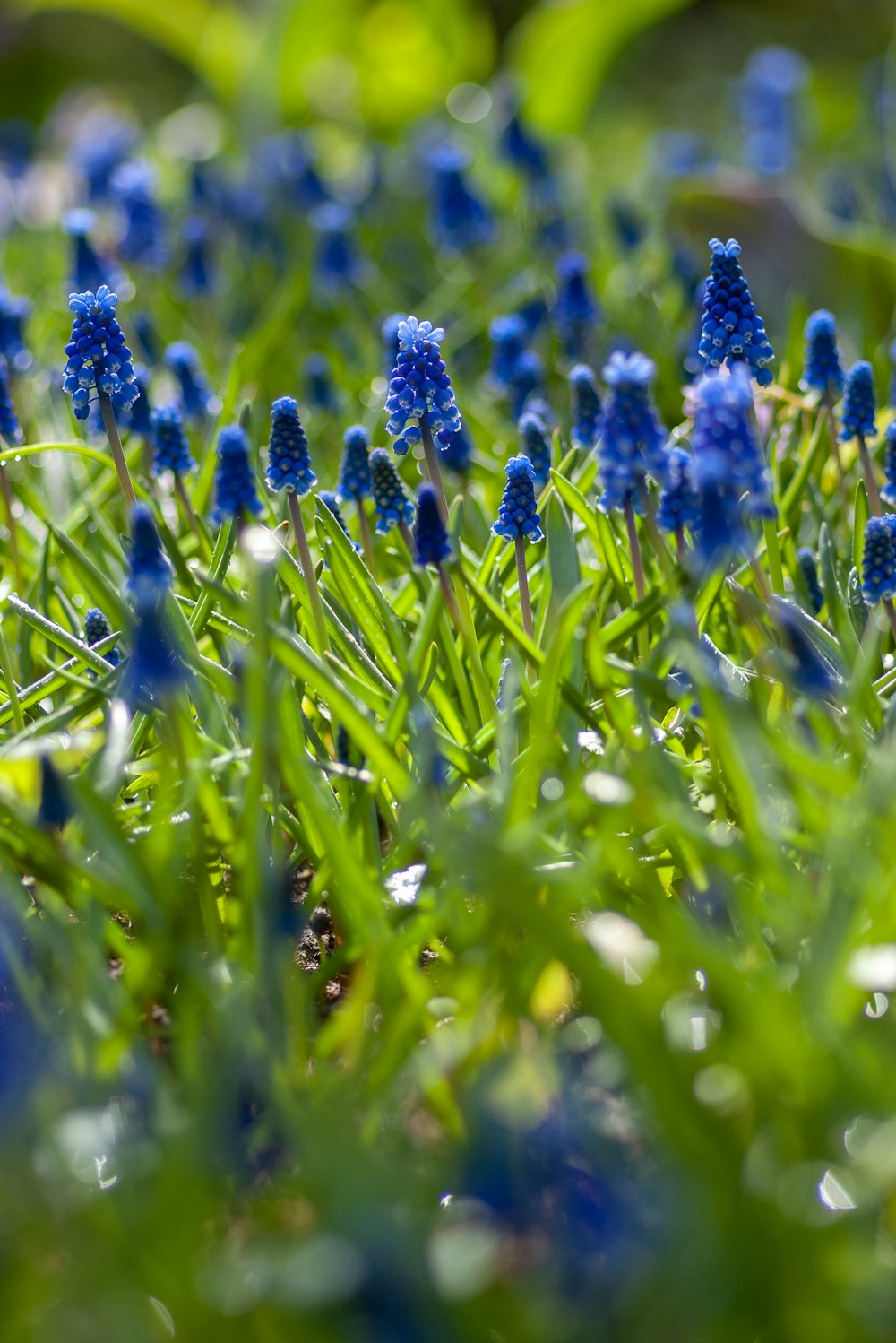 blue petaled flowers