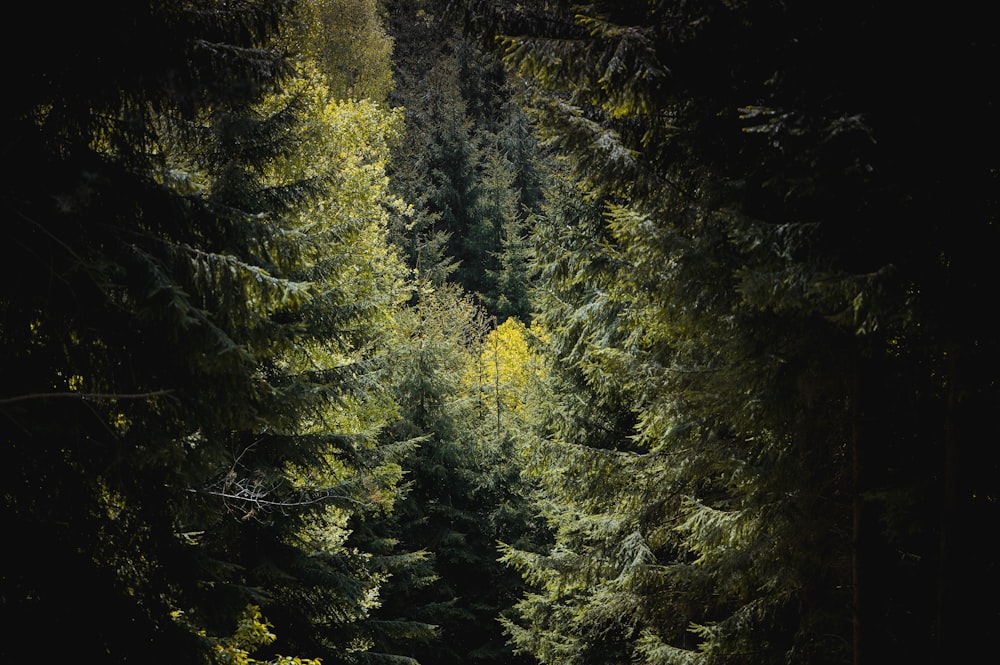 green leafed trees