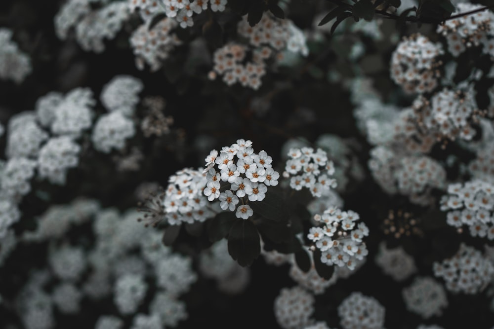 white flowered plant