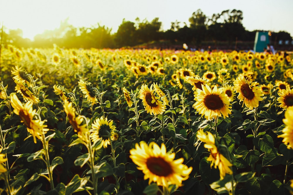 yellow sunflower field during daytime