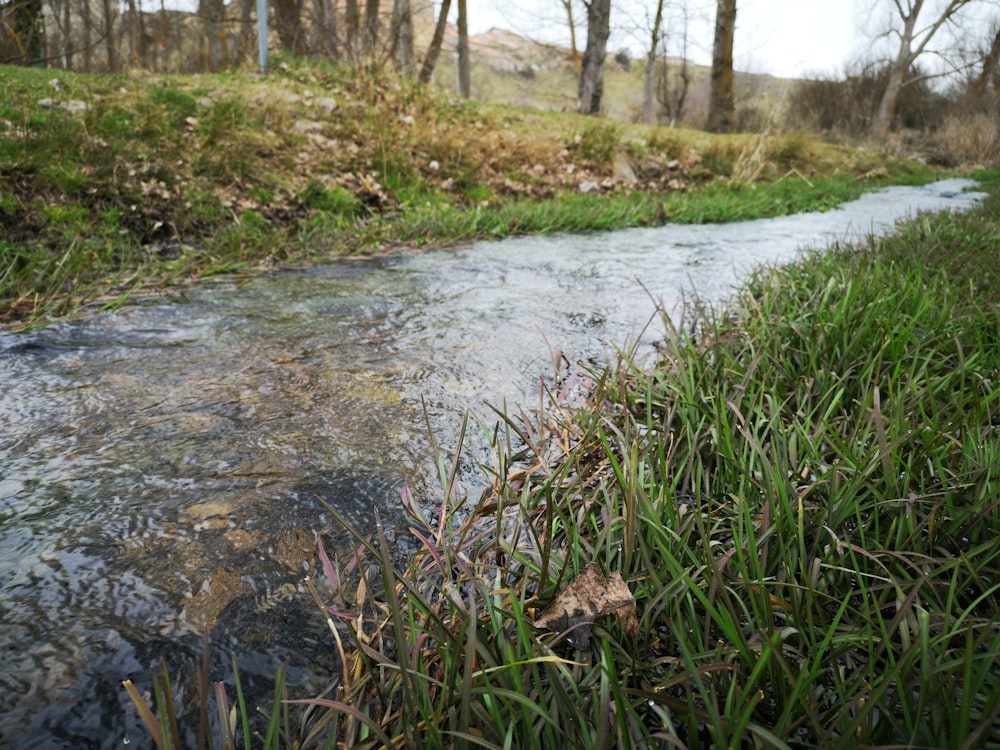 Árvores perto de Creek