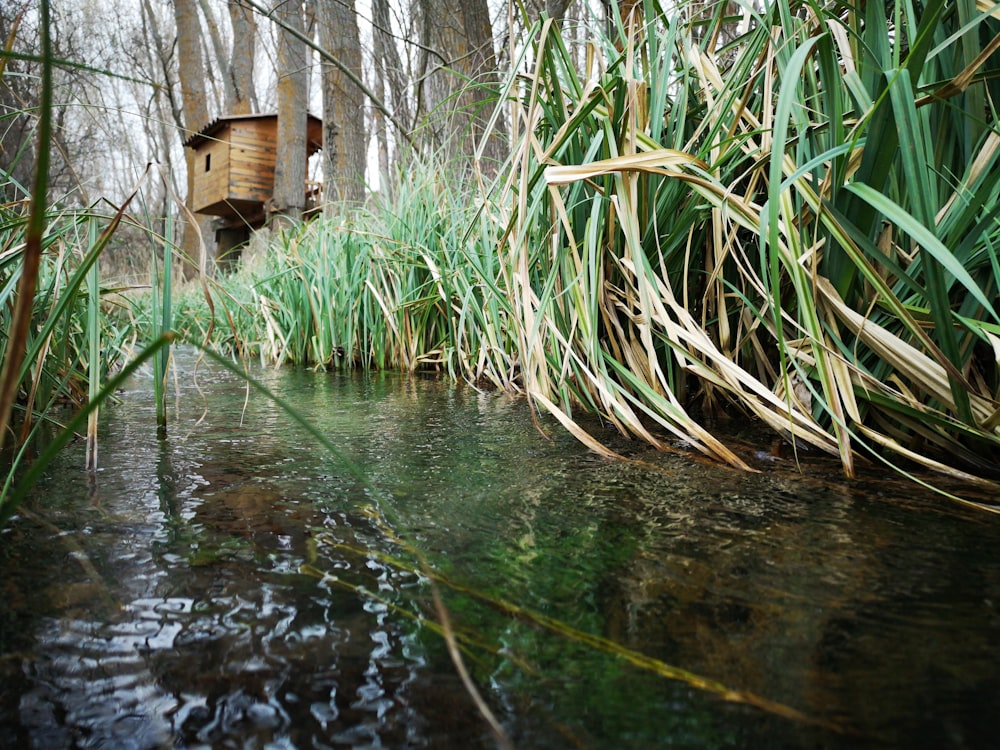 body of water near plants