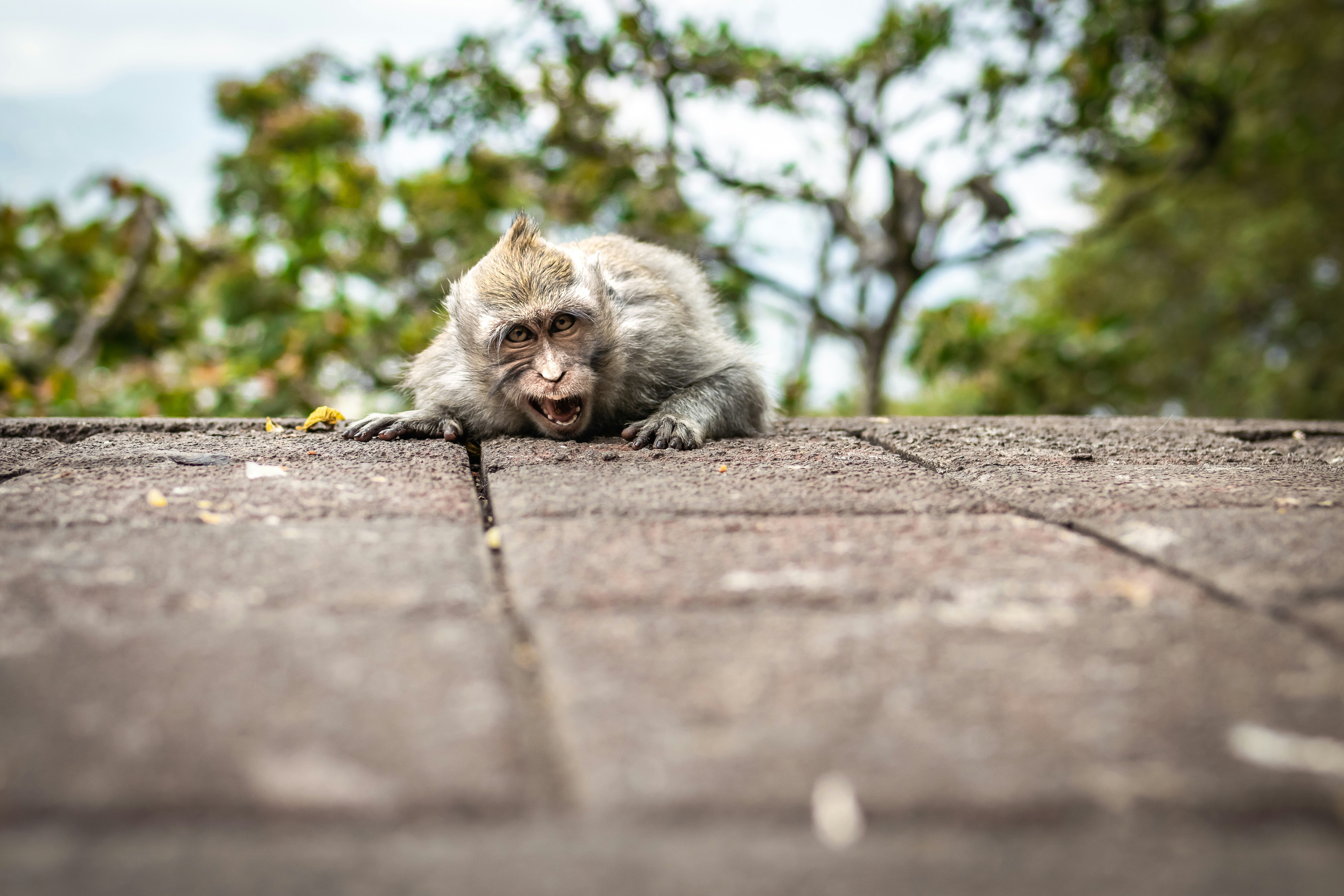 ape near tree