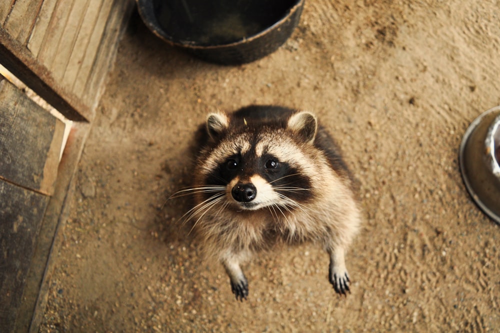 brown raccoon on dirt ground