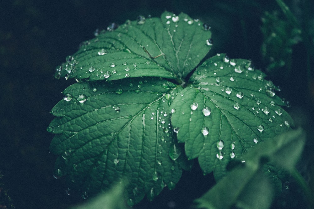 green leaf plant with dew