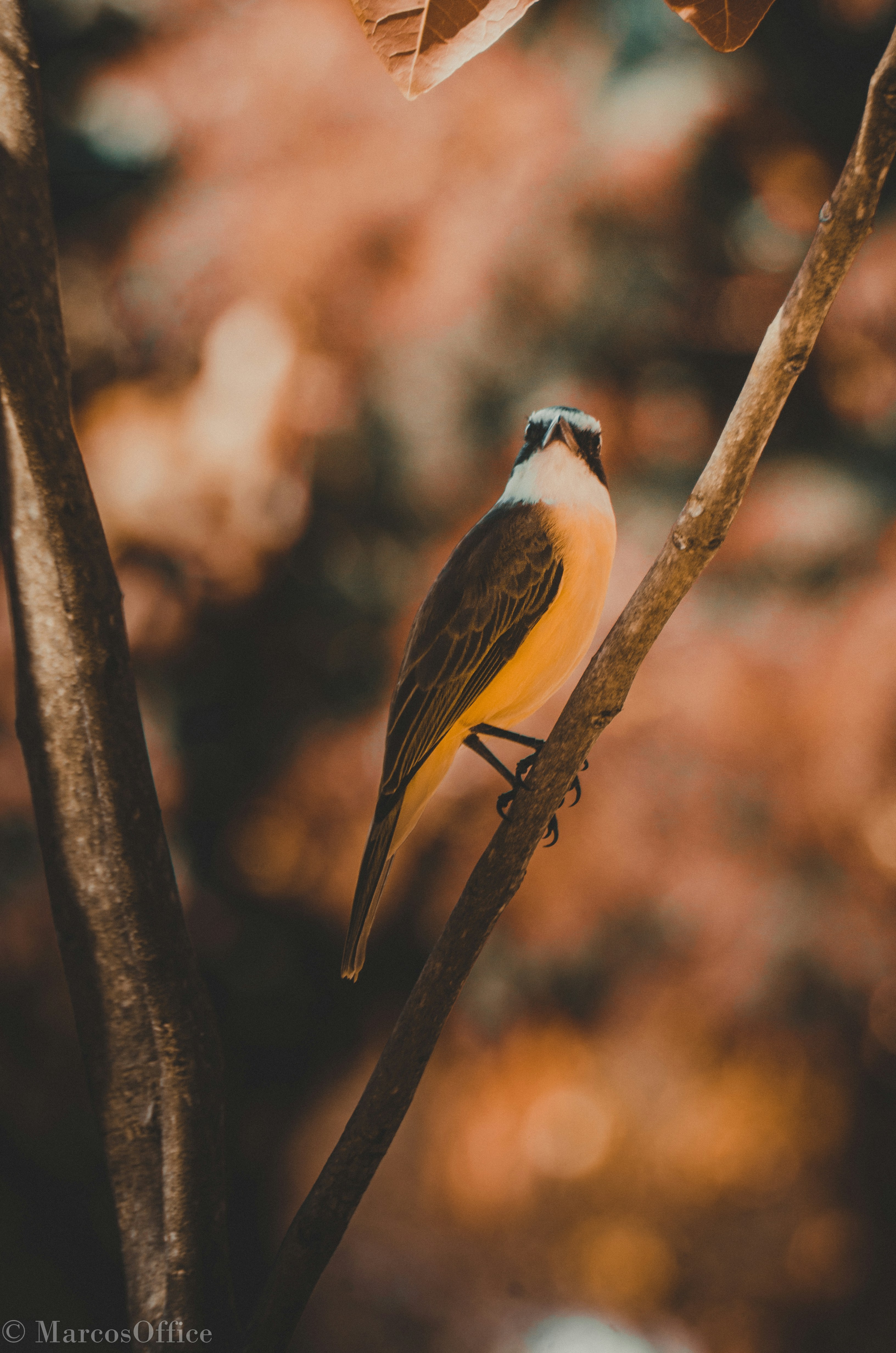 Photo by marcosoffice95