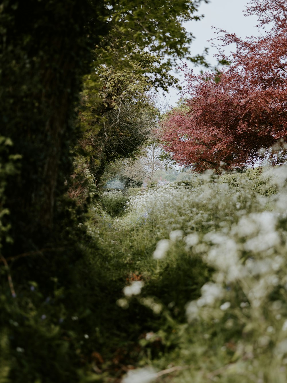 白い花びらの花