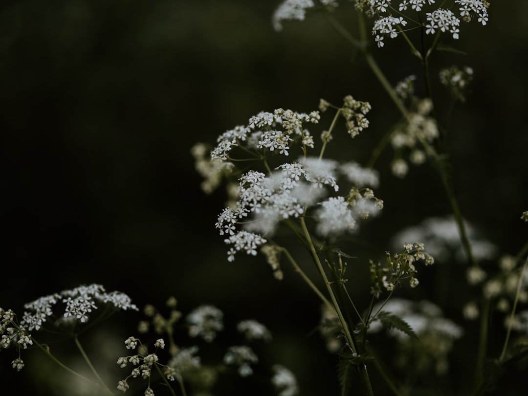 white petaled flower bloom