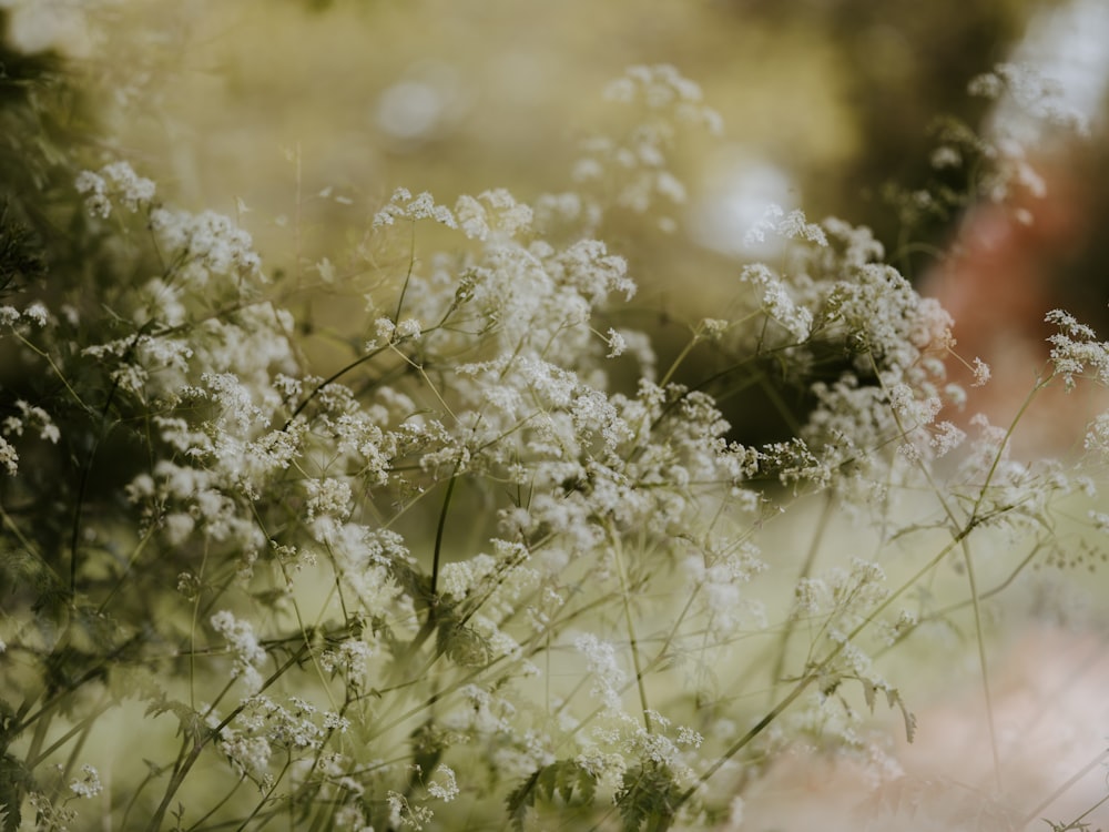 white flowers on selective focus photography