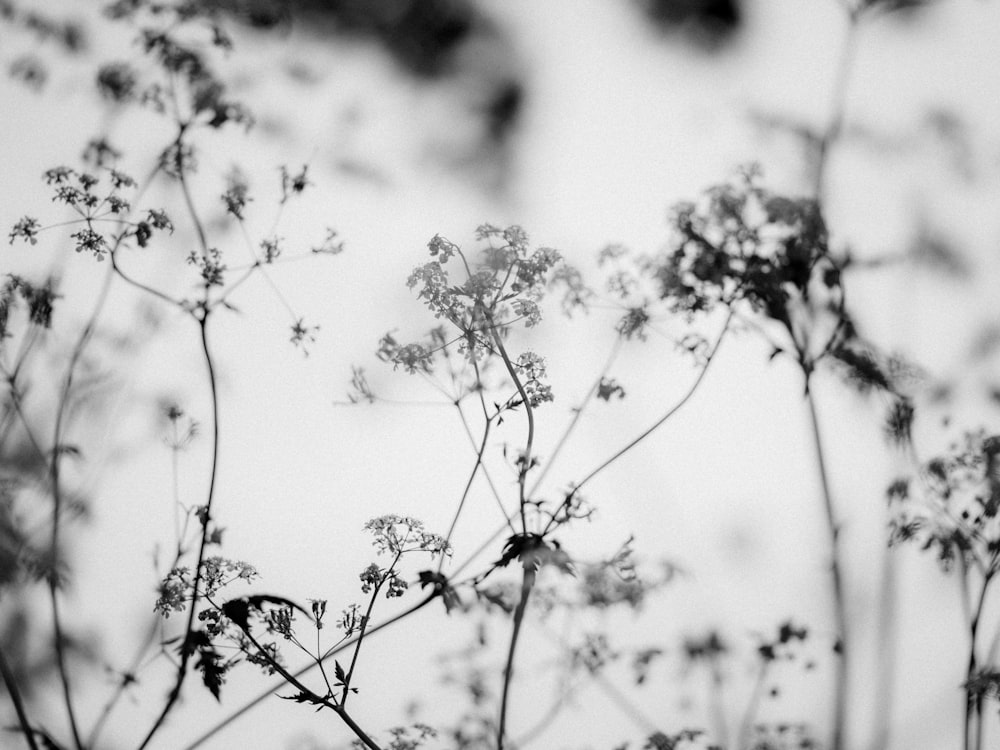 grayscale photo of flowering plants