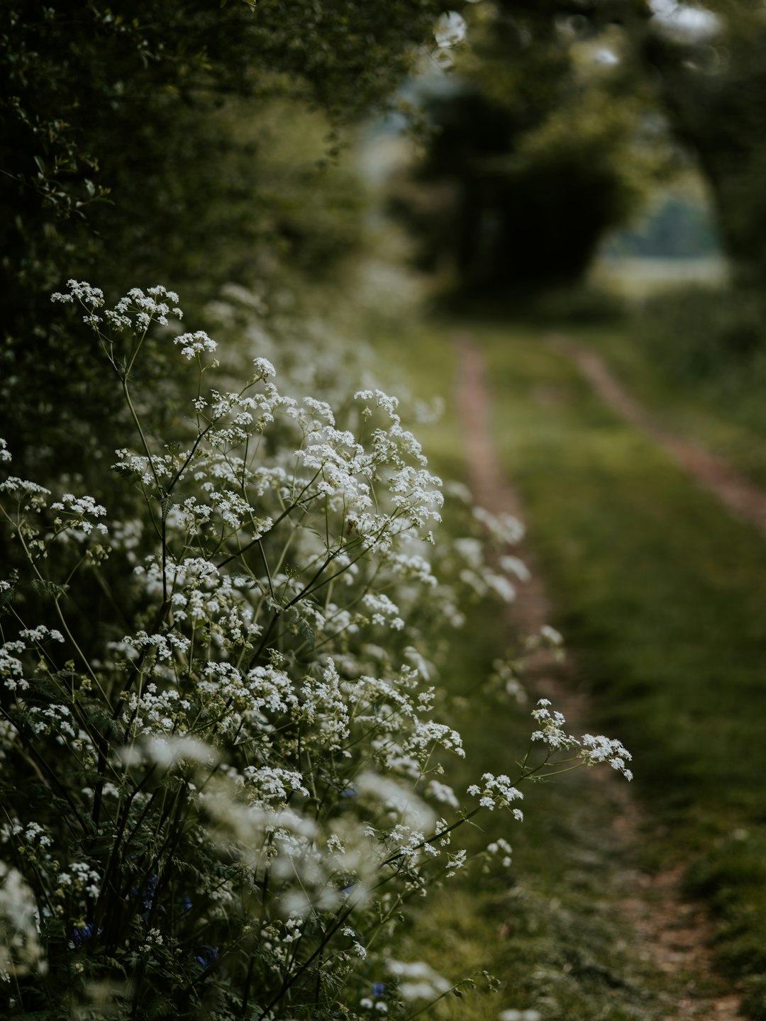 blooming white Baby's Breath flowers