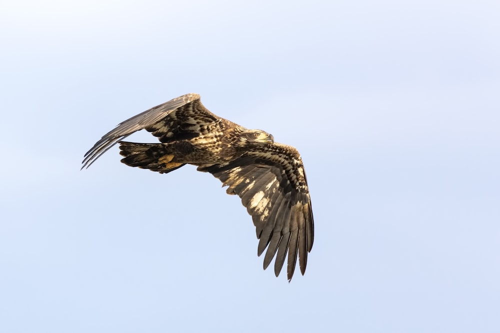 brown eagle flynig